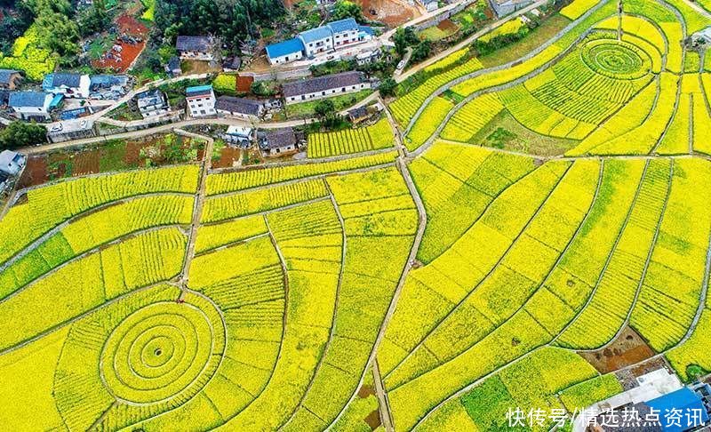 高清湖北兴山高山龙池千亩油菜花盛开 美如画卷