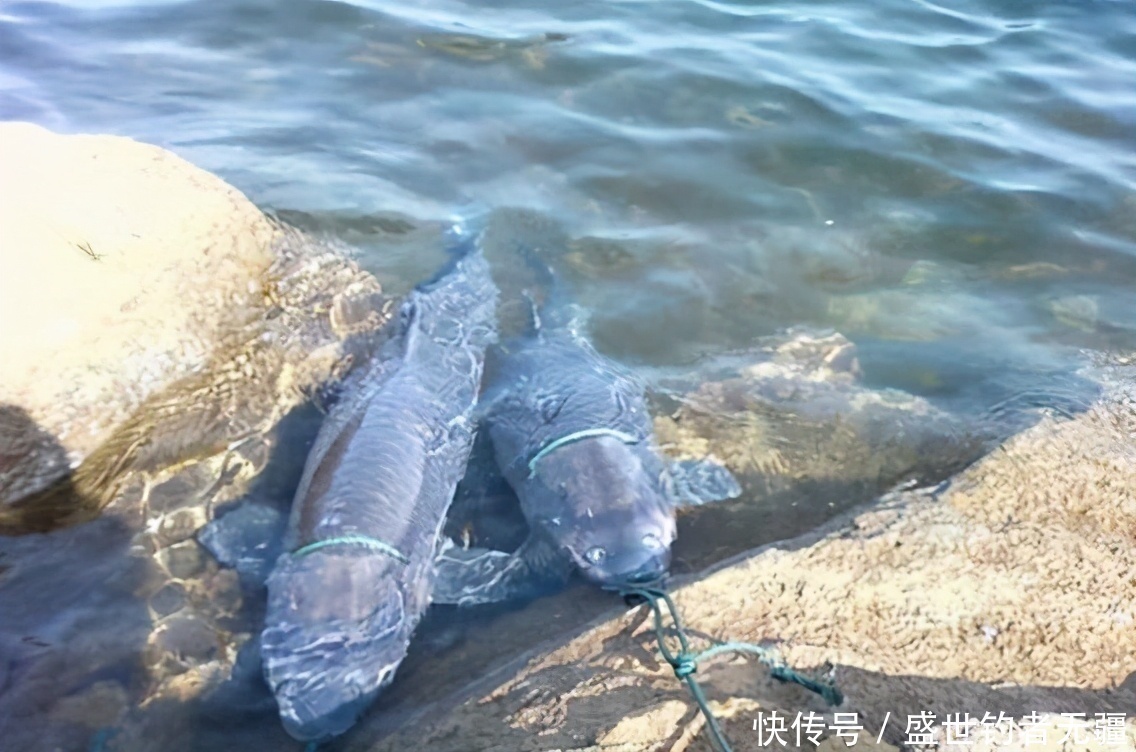 盛世|钓青鱼如何诱鱼?教你聚鱼方法和最能吸引青鱼的味型——盛世三渔