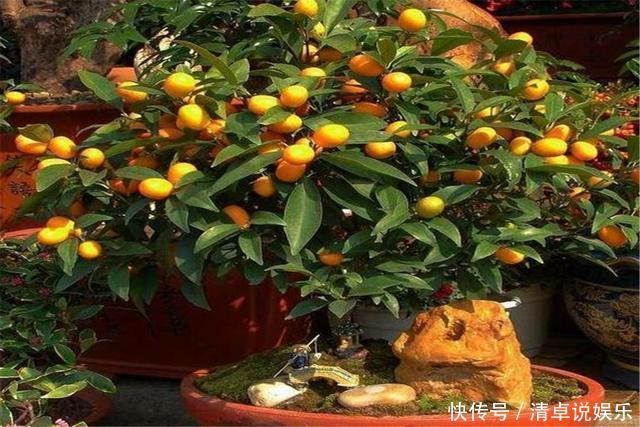 这3种果树养成盆景,放在家里观花结果两不误,寓意极好都很喜欢