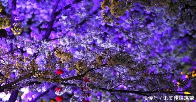 春天|国内六处赏樱胜地,有全球最大的赏樱基地,也有面朝大海的公园