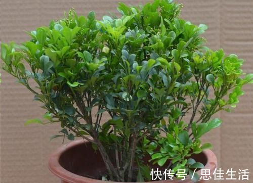 这10种花超级怕冷,再不搬进屋,小心只剩下盆了