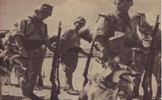 动物|日本侵华时,训练这种动物杀害中国人,如今国内到处都是