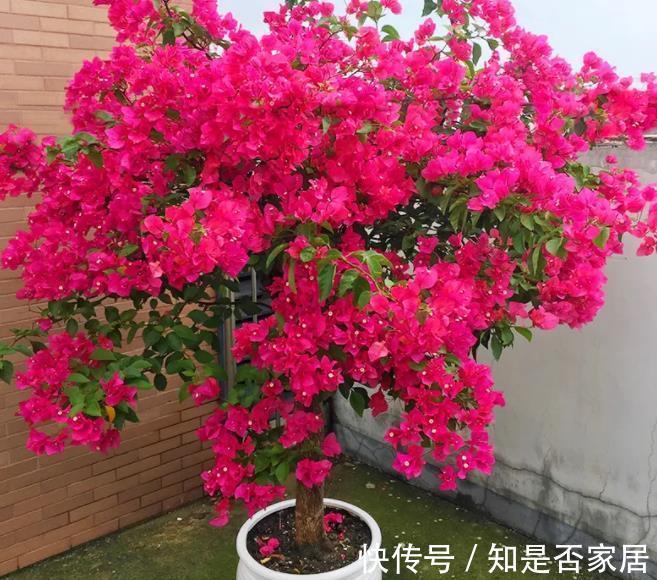 吊兰|让人省心的10大花卉,个个是“耐养型”,绿萝没上榜