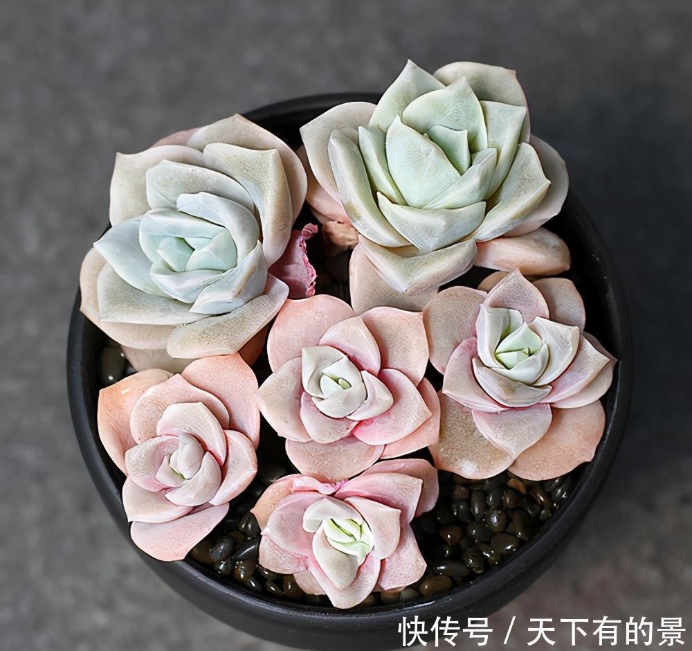 退步|被拉下神坛的可爱多肉,曾经贵到退步,现在价格便宜少有人养