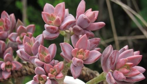  技巧|养多肉姬胧月，了解掌握3个技巧，1年长成悬崖老桩