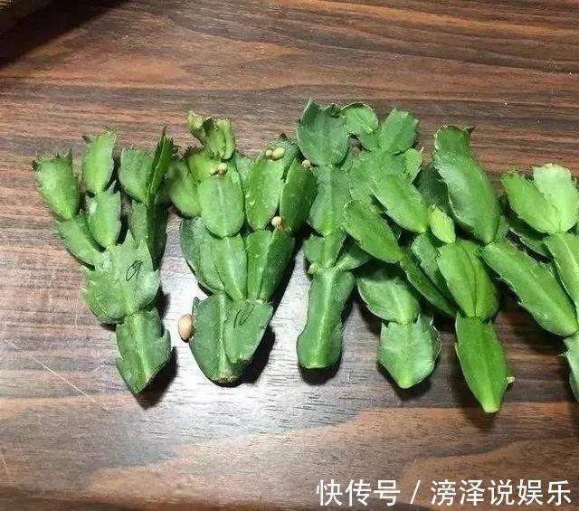 蟹爪兰|养2种花“不用等”,现在扦插、20天生根发芽,入冬就开花