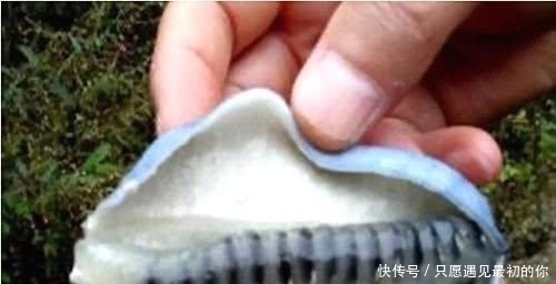 比榴莲还要恶心的水果, 剥开外皮需要勇气, 吃果肉更是要胆大