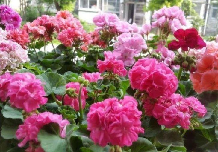 4种花堪称“开花机器”,365天都在开花,漂亮大气!