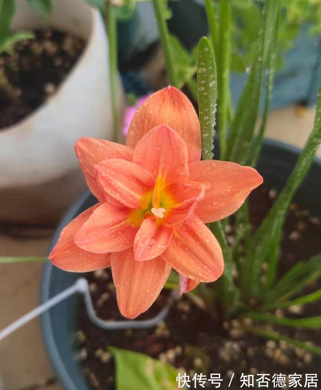 仙人球|3种花，越热越开花，越晒越开花，花色丰富又鲜艳