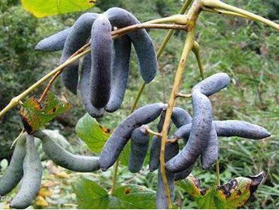 猫儿|想长寿先排毒,常食这四种食物,美容养颜,增强人体免疫力