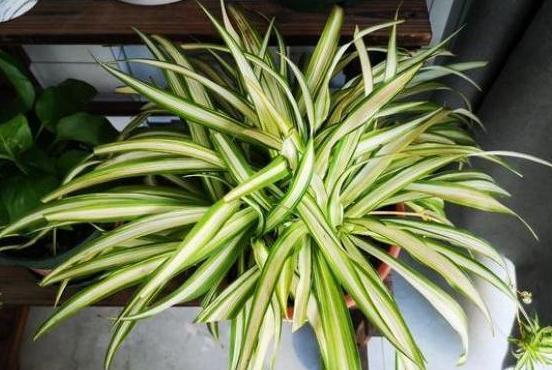 这3款植物买一盆就够了！用茎叶扦插，教你轻松铺满整个阳台