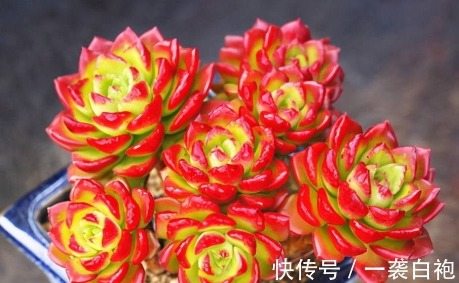 浇水|寒冷的冬季怎么把多肉蒂亚养得白白胖胖?从这3点入手