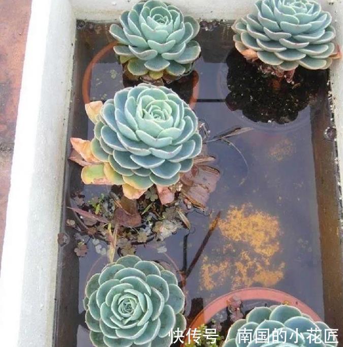 多肉植物养不活,扔水池里3天,自己生根长叶,原来还能这么养