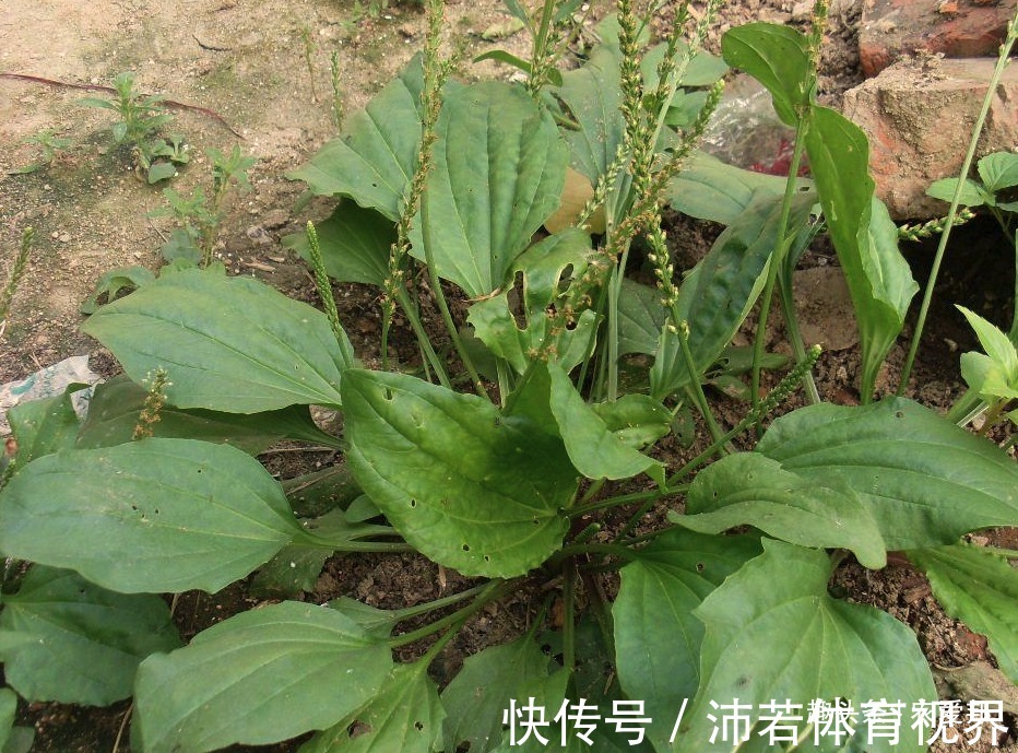 穗状|在生活中一种非常常见的野菜，但是很多人不知道它的价值！