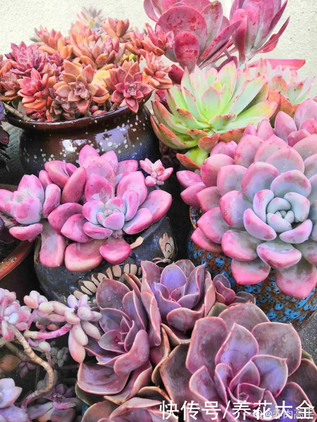 春天的多肉,长成一把大大扇子,看着就是爽