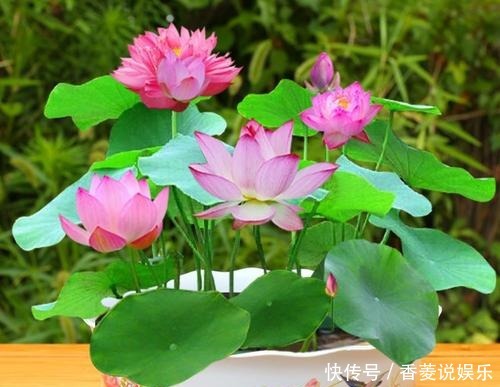 5种盆栽花卉,年前尽量别买,脆弱不好养,一般家庭养不活!