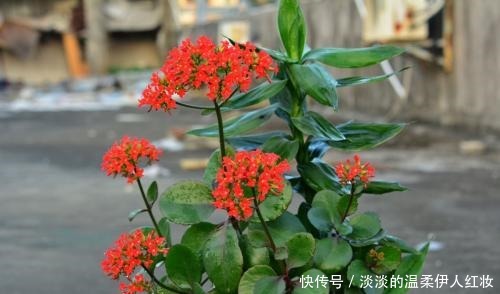 夏季长寿花黑腐现象严重,“反着”来养,养出更多侧芽更容易爆盆