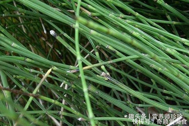 酸酸草|2种农村常见的野草,既是野菜,又是治病的中药材,不知道可惜了