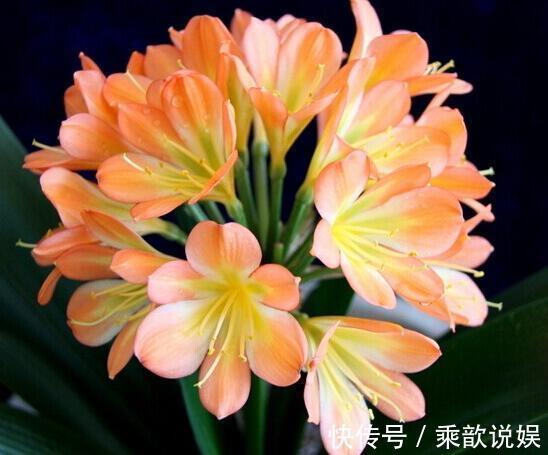 君子兰都是被浇死的老花农教你以下几招,3分钟学会正确浇水方