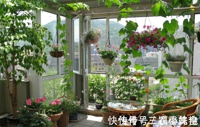 猕猴桃|阳台不要塞一大堆花盆了!学聪明女人种果树,好看又好吃