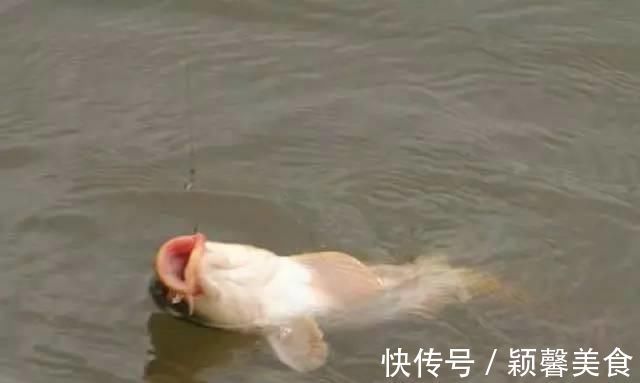 野钓实战探讨，短子线和长子线之间，哪一种优势更大