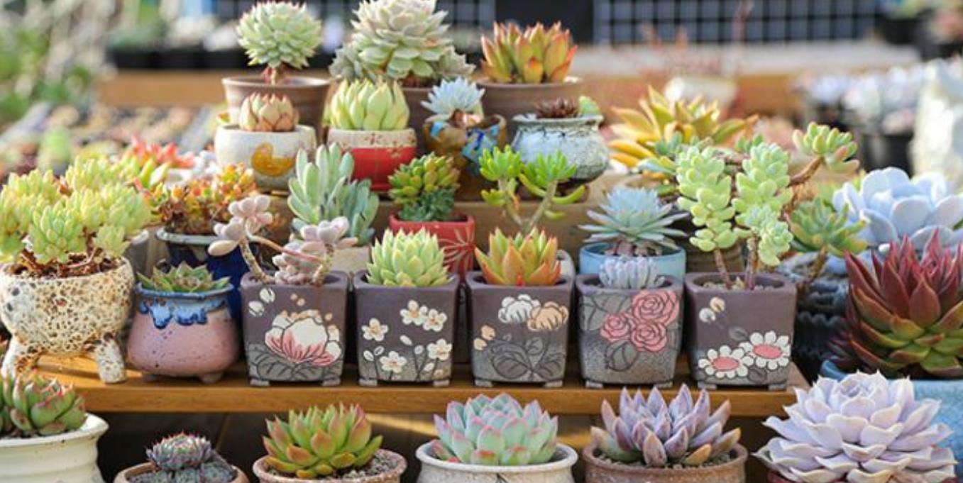 多肉出现“白毛”,其实是危险信号,遇到要赶紧解决