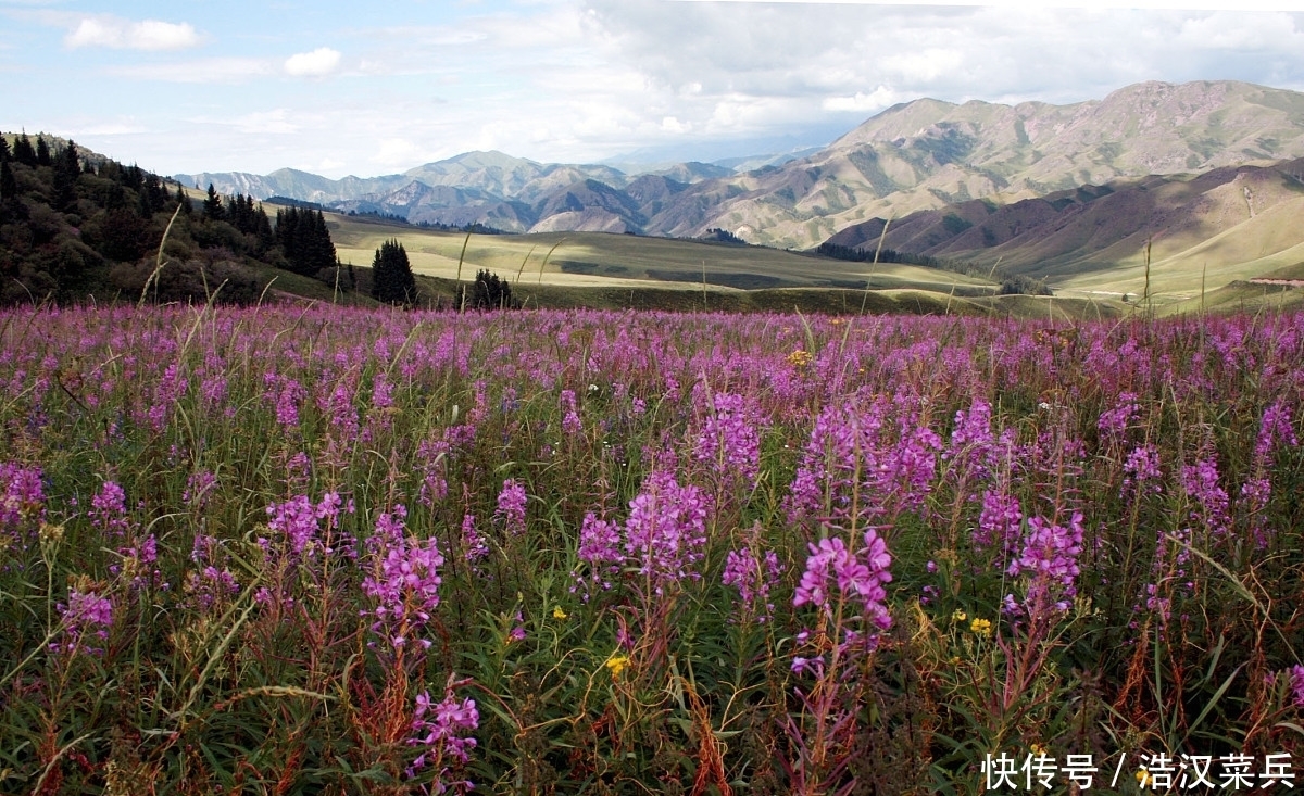 九首夏日清新诗词 晚花红片落庭莎 几回疏雨滴圆荷 全网搜 九首夏日清新诗词 晚花红片落庭莎 几回疏雨滴圆荷 全网搜