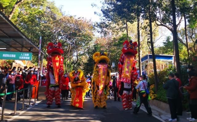 大年初一白云山登高受热捧