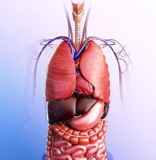 枸杞和此物同泡,连喝一周肝变净了,肾变好了
