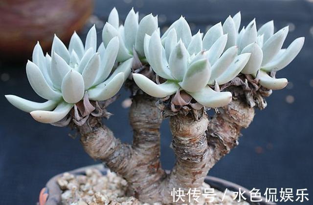 多肉|三伏天买入的多肉总是烂根不活原来是上盆前少做一步,知晓不晚
