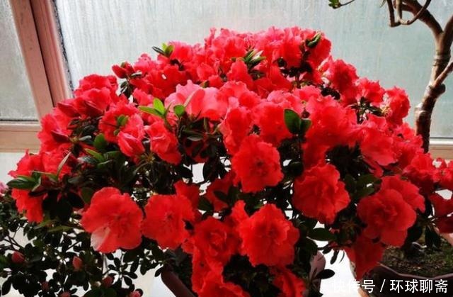 酸性|比牡丹还漂亮,人称“开花机器”,还是世界名花,放家里倍有面