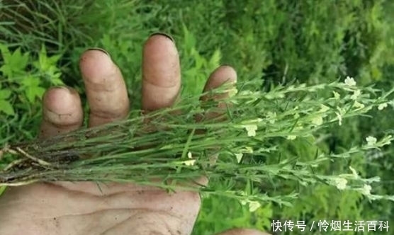 能卖|乡村地里一种“黄金草”,一两能卖100元,若是遇见请珍惜!
