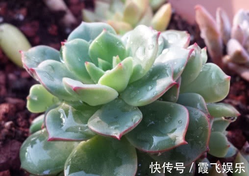 阳台上|多肉凝脂莲怎么养更饱满教你3个小妙招,养出红润璀璨的凝脂莲