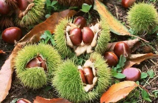 香甜|买板栗,圆的与扁的哪个甜牢记4点,板栗软糯香甜,一买一个准