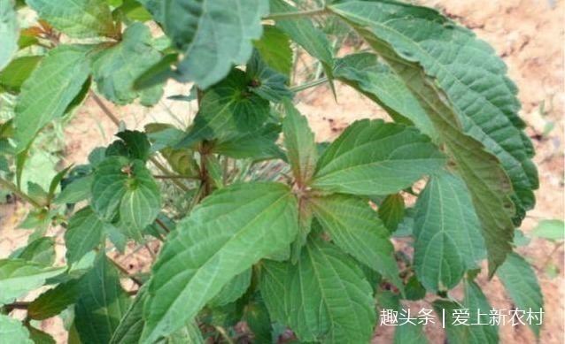 长寿菜|这种被人称为补血菜，长寿菜，野生的已经很少见了！