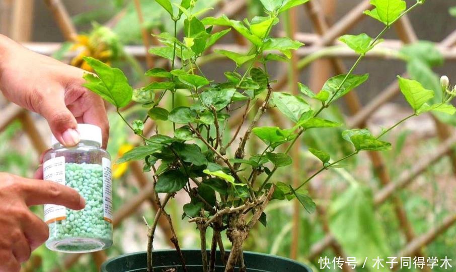 茉莉|茉莉花简单处理一下,开花一茬接一茬,整个夏天都有花看