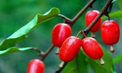 聰明人愛吃3種食物，營養(yǎng)豐富，改善體質(zhì)