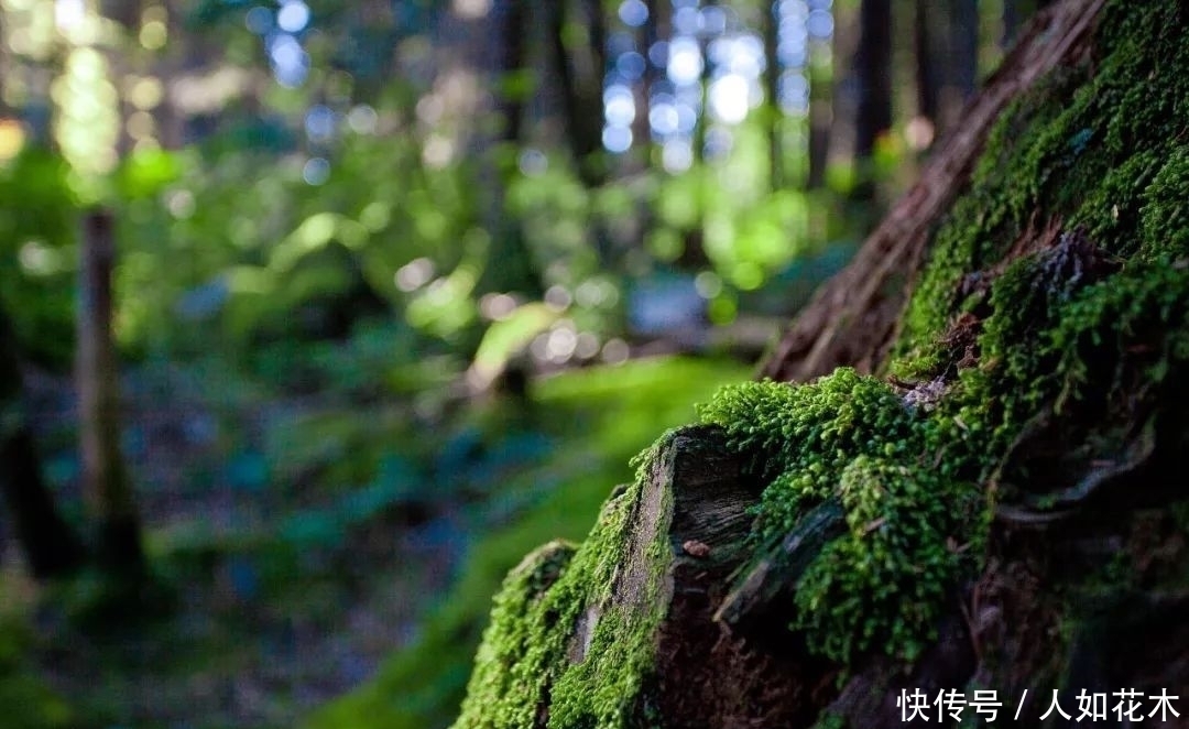 万物|立春丨听一曲古琴演奏《春风》万物知春,和风淡荡