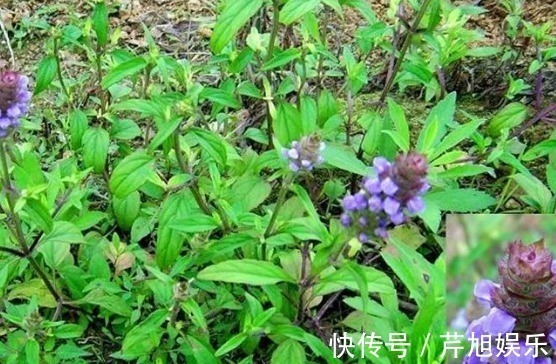 夏枯草|这种野草在乡下叫“夏枯草”，对于头昏目眩有帮助，遇见要珍惜