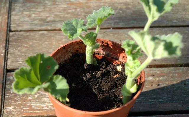 要点|苗木进行扦插繁殖时,记住扦插的要点,繁殖成活率高