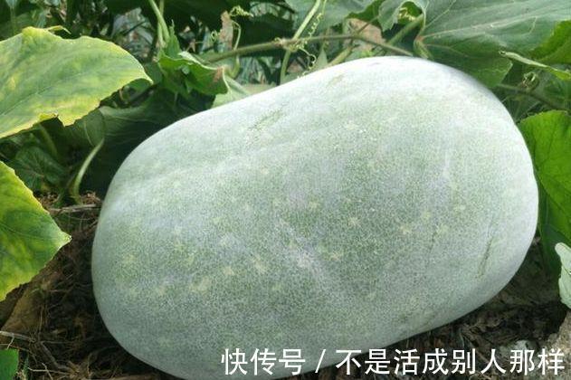 排毒养颜|想长寿要会吃,3种食物换着吃,排毒养颜,提高免疫力!