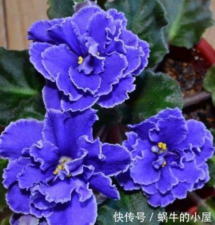 养花就养4种花，家里养一盆，花大色艳胜玫瑰，花开芳香四溢