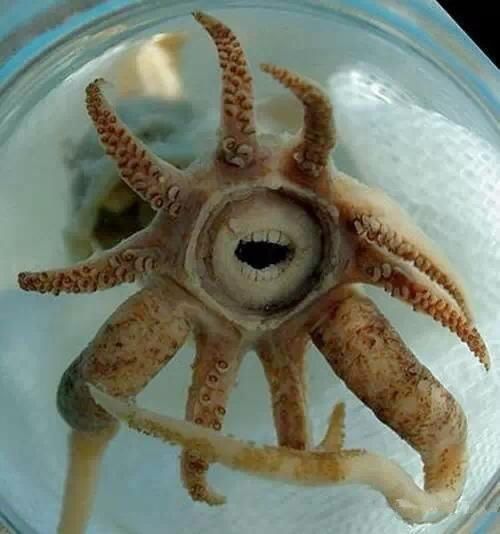 海鲜|渔民整理的海鲜大全,以后再也不怕不认识海鲜了