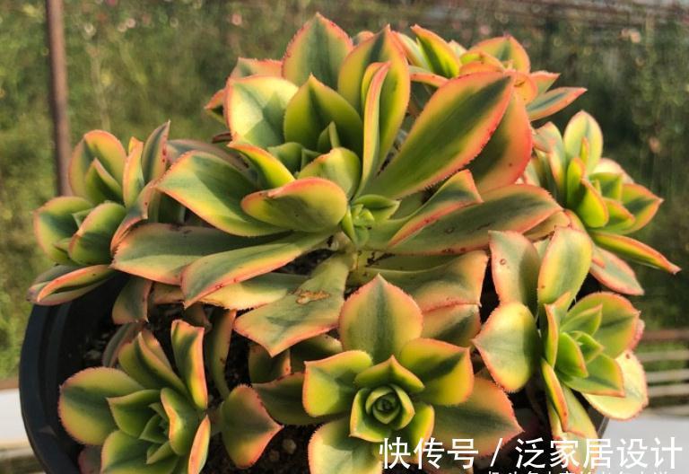 多肉艳日辉和星爆，一个好养到不像法师，另一个则颜值长期在线