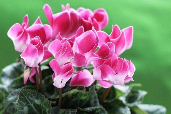 此花的花语是喜迎贵客,代表着天真无邪和迎宾,还可以净化空气!