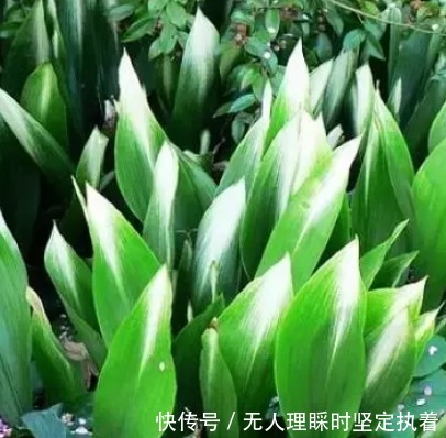 你知道吗这五种植物只要种在房间里,身体便会越来越好哦!