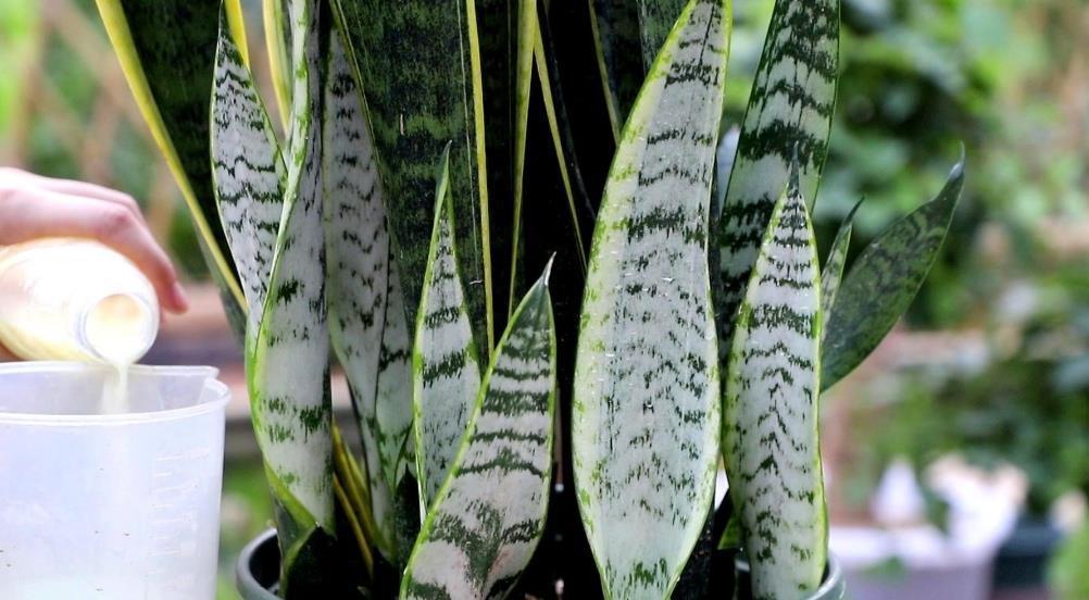 3月养虎皮兰，常用1种液肥，盆中不断冒新芽