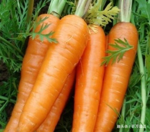 小人参|吃胡萝卜后要留意，不要与三物搭配，不然吃出一身病，告诉家人