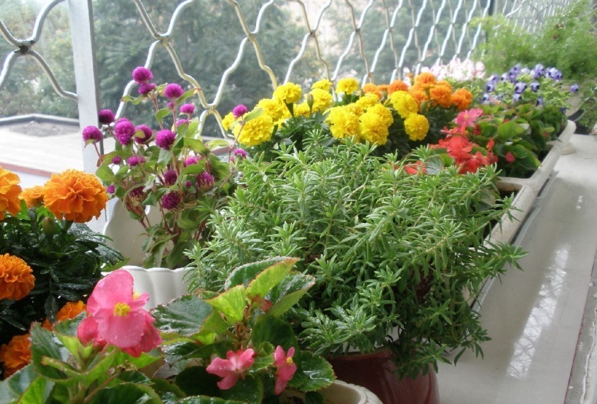 类型|天热养什么植物合适栽种这3款，不用怎么管就能安全度夏