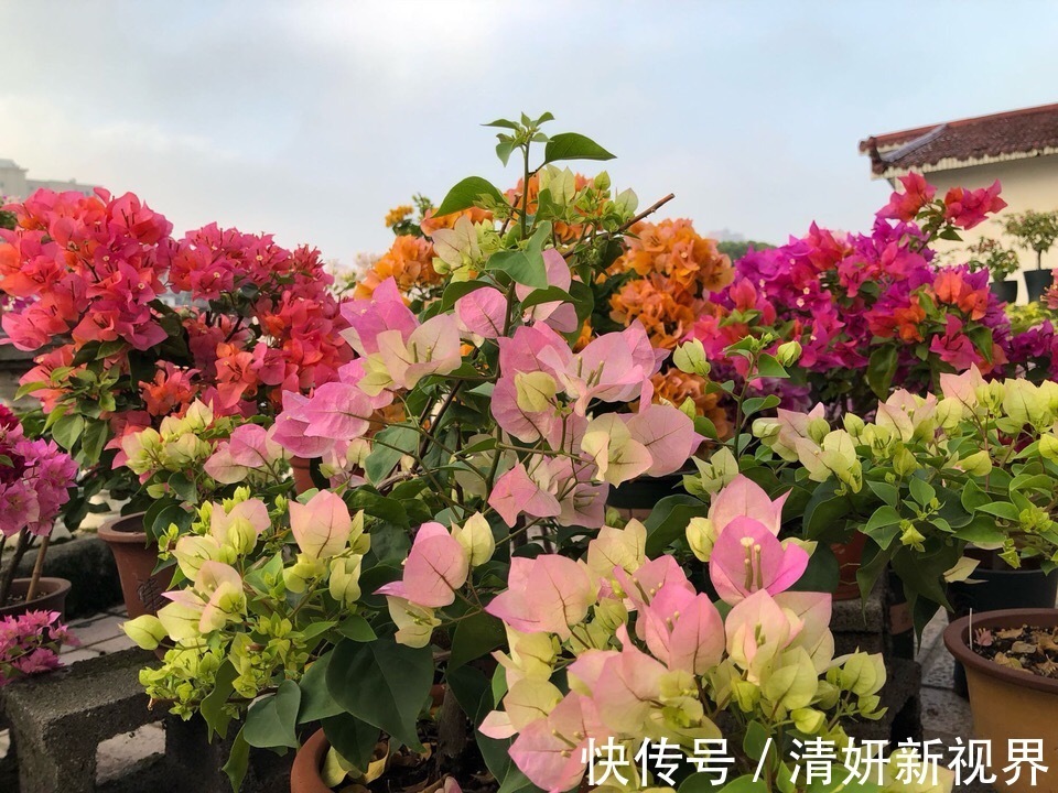 爆盆|让“三角梅”花开爆盆，学会1招“事半功倍”，30天花芽嗖嗖冒